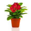 Red Crown of Thorns Plant Live in Pot, Euphorbia Milii Live Plants Very Hardy Houseplant Home Decoration, Year Round Blooming
