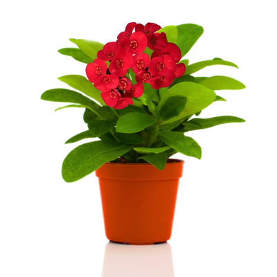 Red Crown of Thorns Plant Live in Pot, Euphorbia Milii Live Plants Very Hardy Houseplant Home Decoration, Year Round Blooming