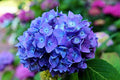 Winter Hardy Purple to Blue to Pink Shades Hydrangea Bush Tree Live Shrub Plant, 6-12" Blue to Smooth Pink to Purple Blooms, Established Roots, Dormant, No Leaf