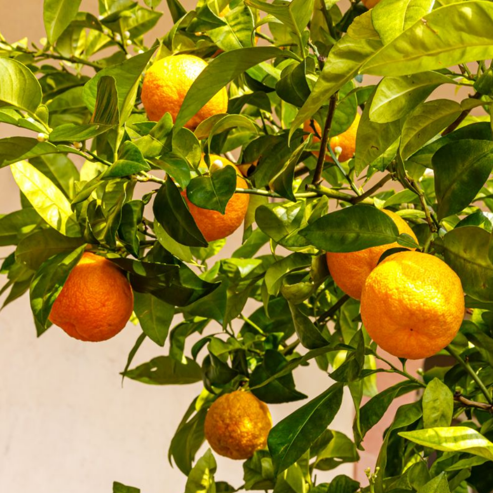 Sour Orange Tree - 2 to 3 Feet - Citrus Tree Sapling