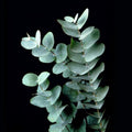 Live Eucalyptus Plant, Baby Blue Eucalyptus Live Plant, Eucalyptus Plant Live, Live Eucalyptus Tree, Live Eucalyptus Plant Indoor, Starter Size 4 to 8 Inc Tall