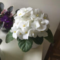 African Violet Live Plant in 4 Inch Pot, Flowering Houseplant, Easy Care Indoor Plant with Vibrant Blooms (White African Violet)