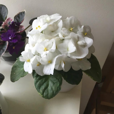 African Violet Live Plant in 4 Inch Pot, Flowering Houseplant, Easy Care Indoor Plant with Vibrant Blooms (White African Violet)