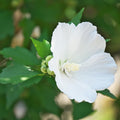 White Rose of Sharon Plant Live 4 Inch Container, Hardy Hibiscus Plant Live for Planting, Althea Hibiscus Syriacus Flowers