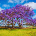 8-10" Blue Jacaranda Tree Live Plant Seedling Well Rooted in Pot, Jacaranda Mimosifolia Plants for Outdoor Planting, 8 to 10 Inc Tall from Bottom Pot