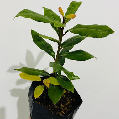 Laurus Nobilis Bay Leaf Live Plant, 8-11 Inc Tall from Bottom Pot, Bay Leaf Tree, Sweet Bay Laurel Herb Plant