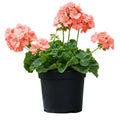 Salmon Geranium Plant in 4 Inch Pot, Flowering Geranium Starter Plant, Outdoor Patio, Balcony or Garden Container Plant