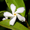 Star Jasmine Live Plant, 2 Blooming Jasmine Plants Live, 5 to 7 Inc Height