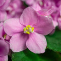 Pink African Violet Plant Live, Pink Violet Flower, 3-5 Inches Tall