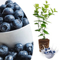 Blue Blueberry Plant Live for Planting, Blueberry Bushes for Planting, 4"-7" Cold Hardy Blueberries Southern Highbush