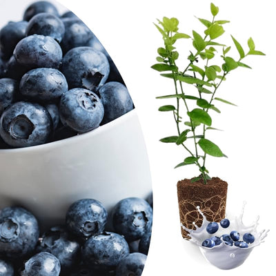 Blue Blueberry Plant Live for Planting, Blueberry Bushes for Planting, 4"-7" Cold Hardy Blueberries Southern Highbush