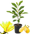 Magnolia Tree Live Plant for Planting, Magnolia Flowers Bush 6 to 12 Inches Height, in Pot, Fragrant Magnolia Shrub (Yellow Bird Magnolia)
