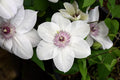 Clematis Vine Plant Live for Planting Outdoor, Clematis Plants Live, 4 to 6 Inch Tall, 2.5 Inc Pot, Perennial Fragrant Flowers Plant, White Clematis
