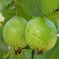 Sweet Pink Guava Trees Live Plants, 7 Months Old Seedlings Well Rooted for Growing, 5-10 Inc in Tall in 4 Inc Pot