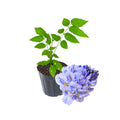 Blue Wisteria Tree Live Plant Well Rooted in 4 Inch Pot, Fragrant Wisteria Flowers for Outdoor Planting, 4 to 7 Inches Height