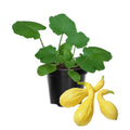3 Squash Plants Live, Yellow Squash Plant, 4 to 6 Inc Tall Vegetable Plant Pot Starter Plant