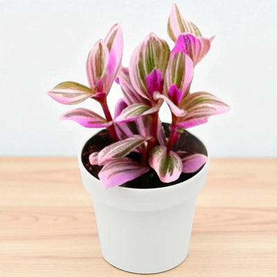 Wandering Jew Plant Live, Pink Tradescantia Nanouk in 2-Inch Pot, Colorful Trailing Indoor Houseplant, Tradescantia Vine