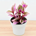 Pink Tradescantia Nanouk Live Plant, Rare Wandering Jew Houseplant with Variegated Foliage, Easy to Grow Indoor Vine, 4” Pot
