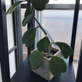 Hoya Kerrii Heart Plant, Green Hoya Plant Live Houseplants 2 Inches Potted to Plant Indoor