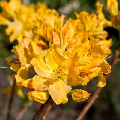 Reblooming Azalea Rhododendron Plant Live in 4 Inch Pot, Azalea Rhododendron Bush Shrub, Bloom in Spring, Late Summer, Fall Rebloom