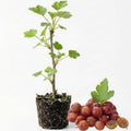 Red Purple Gooseberry Plant, 5-7" Starter Plant, Live Gooseberry Fruit Bush Plants in Soil, No Pot - Edible Berry Fruit Shrub, Hardy Outdoor Garden Plant