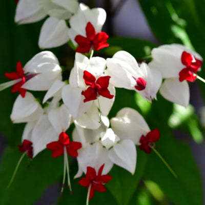 White Bleeding Heart Live Plant 8 to 10 Inches Tall, Clerodendrum White Flower Starter Plant Well Rooted