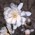 Magnolia Tree Live Plant, Magnolia Flowers Bush, 6-12 Inches Tall, in Pot, Fragrant Magnolia Shrub Ready to Grow (Star Magnolia)
