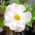 White Desert Rose Plant Live, Adenium Desert Rose Flowers, Perennial Flowers Succulent Plant, Vibrant Bloom, 4 to 7 Inch Tall, Well Rooted