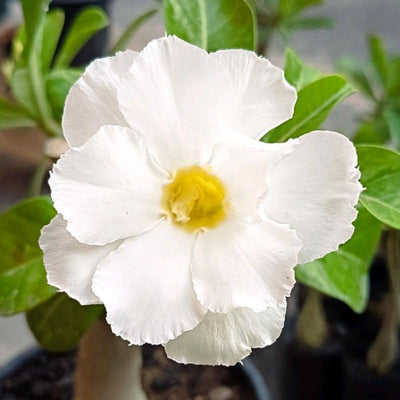 White Desert Rose Plant Live, Adenium Desert Rose Flowers, Perennial Flowers Succulent Plant, Vibrant Bloom, 4 to 7 Inch Tall, Well Rooted