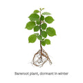 Hardy Hazelnut Tree Plant Live Bare Root 1-2 Feet Tall