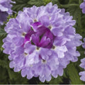 Pack 3 Light Lavender Verbena Plants Live Perennial Ground Cover, No Pot, 5-9" in Tall, Can Grow As Trailing Bushes, Spring Flowers