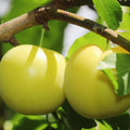 Yellow Plum Tree Live Plant, Fruit Tree Plant, 2-3 Ft Tall