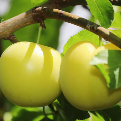 Yellow Plum Tree Live Plant, Fruit Tree Plant, 2-3 Ft Tall