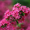 Rose Weigela Plant Live, 4 Inc Pot, Live Weigela Plant, 4 to 6 Inc Long, Weigela Live Plant