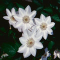 Clematis Vine Plants Live in Pot, 8 Months Old Seedlings Climbing Flowering, Outdoor Trellis Fences, Cold Hardy (White Clematis)
