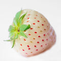 Combo 10 Roots White Strawberry Carolina Pineberry Live Plants, Indoors Outdoor for Planting, Very Fragrant, Sweet Flavor