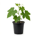 2 Cucamelon Plants Live, 4 Inches Pot, Live Cucamelon Plants from 3 to 5 Inches Long, Cucamelon Starter Plants, Cucamelon Live Plants for Garden, High Yield