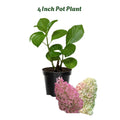 White Flowers to Blush Pink Hydrangea Plant 4 Inch Pot, Hydrangea Shrub Live Plants for Outdoor or Indoor Planting, Change Color Perennial Plant
