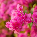Pink Bougainvillea Plant Live Tree, 6" Tall