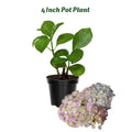 Blue Pink to Purple Hydrangea Flower Live Plant 4" Pot, Hydrangea Shrub Flower Plants for Outdoor or Indoor Planting, Change Color Perennial Plant