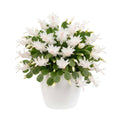 White Easter Cactus Live Plant, Hardy Perennial Easter Cactus, Vibrant Blooming Spring Cactus, Indoor Houseplant, Flowering Holiday Cactus, 4–6 Inch Tall