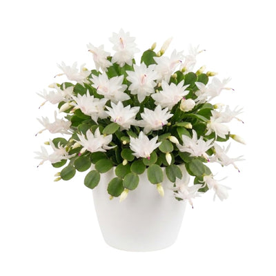 White Easter Cactus Live Plant, Hardy Perennial Easter Cactus, Vibrant Blooming Spring Cactus, Indoor Houseplant, Flowering Holiday Cactus, 4–6 Inch Tall