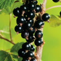 Consort Currant Bush Live Plant, Black Currant Plant Live for Planting, 5-9 Inch Tall, Currant Berry Fruit Tree Well Rooted Plant