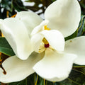 Sweetbay Magnolia Tree Live Plant, Magnolia Flower Plant, 6 to 12 Inches Tall, White Magnolia Plant Live