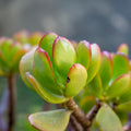 Jade Plant, Crassula Jade Plant, Crassula Succulents Plants Live for Indoor or Outdoor Houseplant, 4 Inch Pot