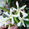 Set 3 Confederate Star Jasmine Plants Live, Very Fragrant Vine, 4 to 6 Inc White Jasmine Plant for Indoor Outdoor Growing