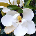 Magnolia Plant Live, Sweetbay Magnolia Tree Live Plant, 6 to 9 Inc Tall, Magnolia Shrub Plant Live