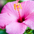 Hardy Hibiscus Plants Live Well-Rooted, Pink Flowers Hibiscus Tree Live Plant for Outdoor Full Sun Spring Planting, 5-9" in Tall, Perennial Growing