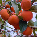 Persimmon Plant in Quart Pot, 6-12 Inch - Leafless in Winter, Perennial Sweet Persimmon Plants, Strong Roots, Fruit Plants for Home Garden