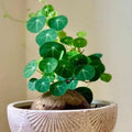 Stephania Cephalantha Caudex Plant Live, Rare Succulent Houseplant Indoor, 2-2.5 Inch Wide Caudex for Potting and Home Decoration